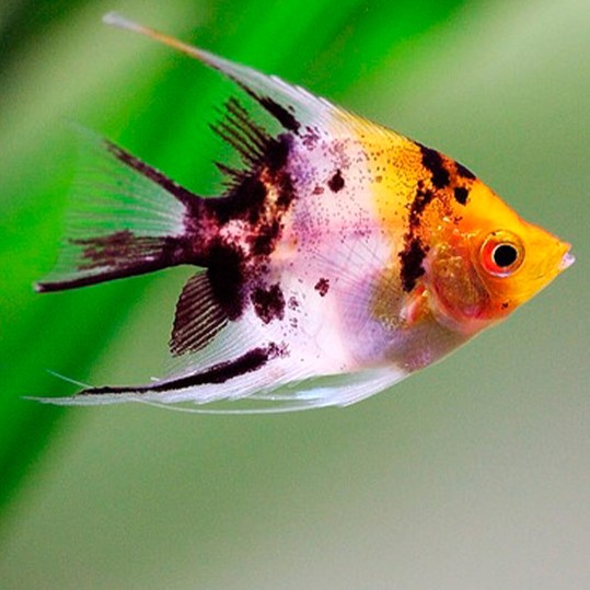 Pt.scalare   Maanvis red devil  koi SM