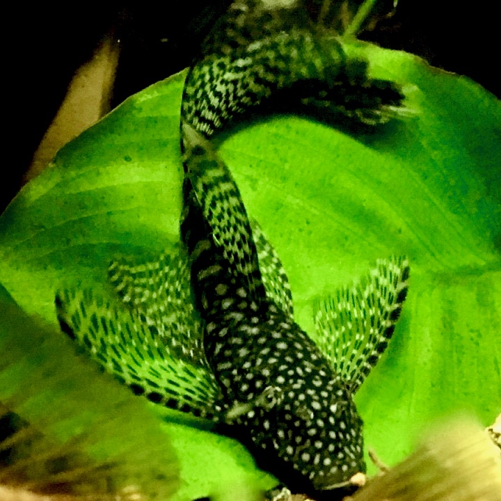 Ancistrus temminckii long fin SM