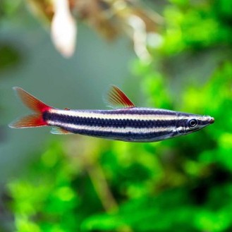 Anostomus anostomus 3 cm.