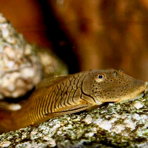 Chaetost.thomasi   Rubber pleco.