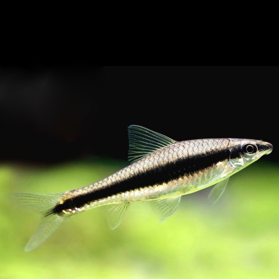 Cross.siamensis   Zwarte grondbarbeel M