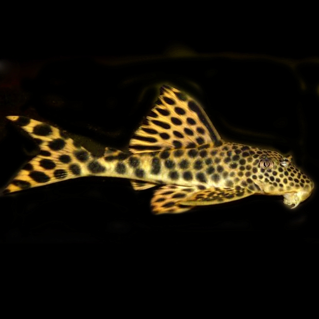 Hemiancistrus sabaji 10-12 cm  (L075)