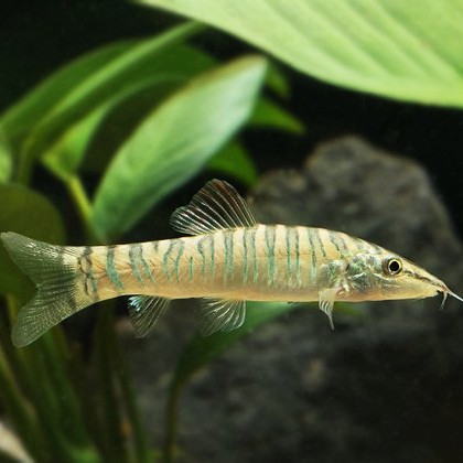 Syncrossus hymenophysa 4 cm.