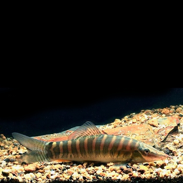 Botia berdmorei M