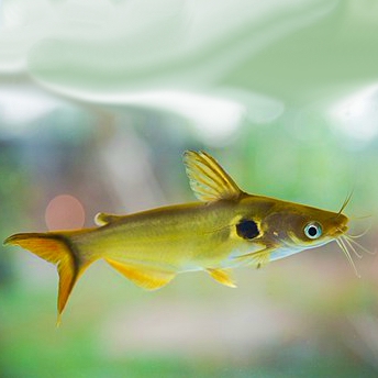 Horabagrus brachysoma M