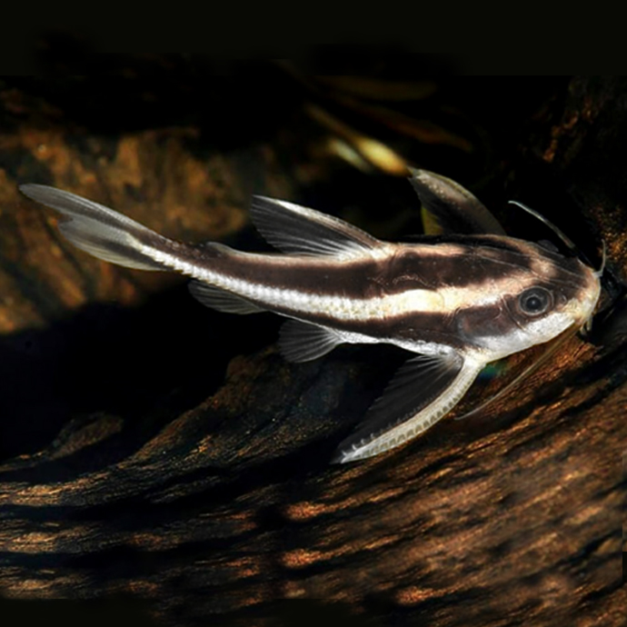 Platydoras costatus SM