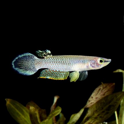 Aplocheilus panchax   Tandkarper