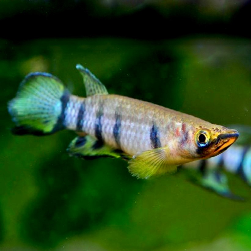 Epiplatys dageti  Tandkarper