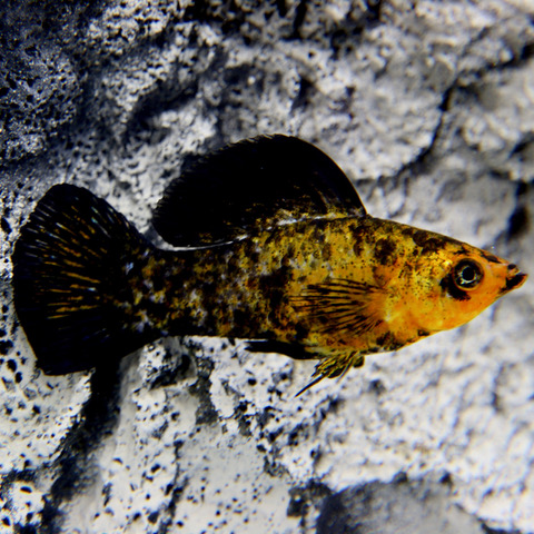 Poec.velifera   Hoogvinkarper luipaard M