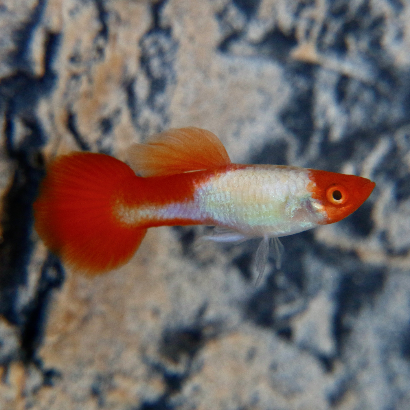 Guppy red cap