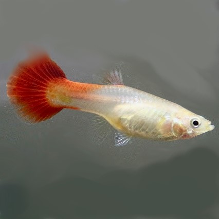 Guppy vrouw blond XL