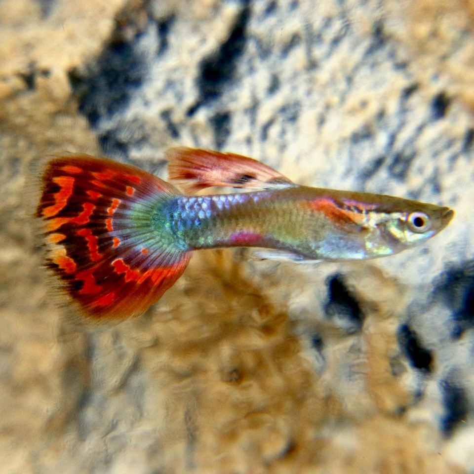 Guppy red mosaic male 3,5 cm.