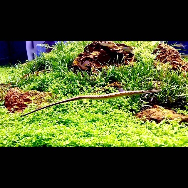 Microphis brachyurus L