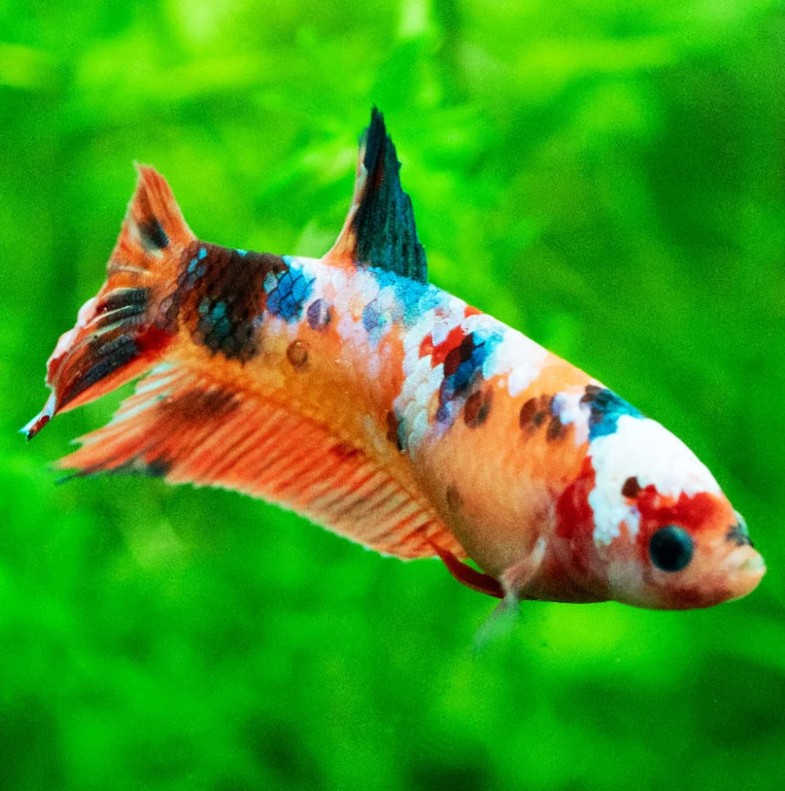 Betta splendens   Betta koi vrouw