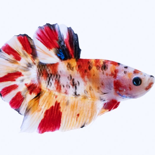 Betta splendens   Betta nemo vrouw