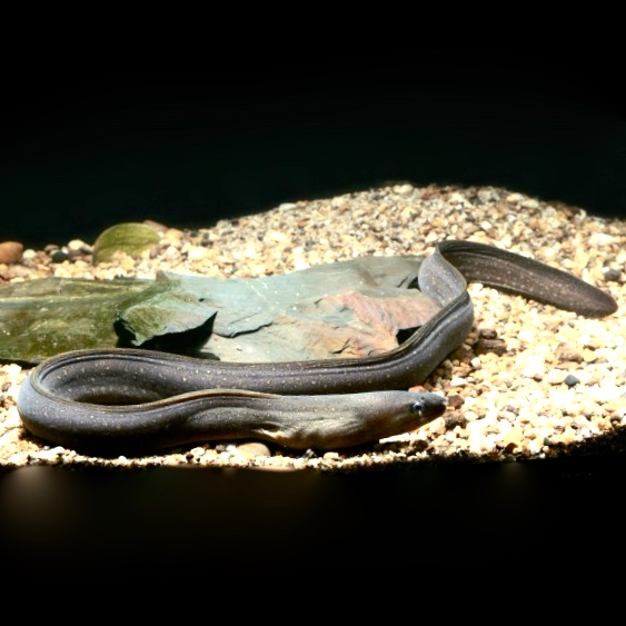 Gymnothorax tile   Zoetwater murene ML
