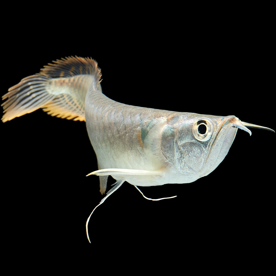 Osteogl.bicirrhosum   Zilver arowana SM