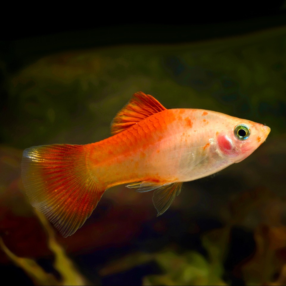Xiph.maculutus   Platy red top M