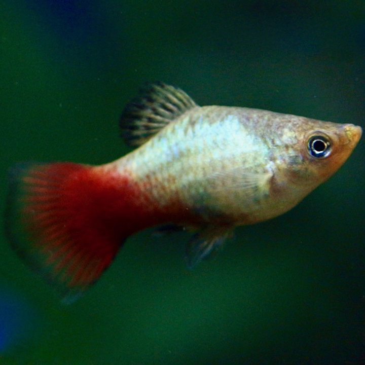 Xiph.maculatus   Platy rainbow M