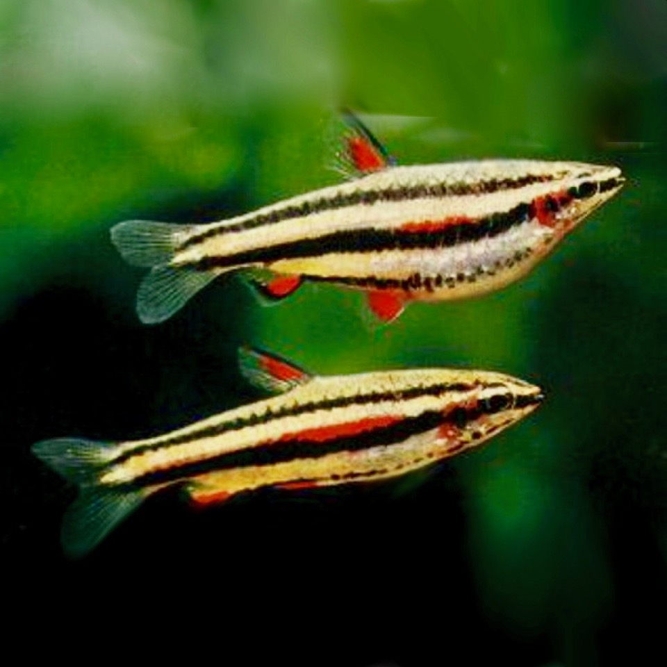 Nannost.marginatus   Dwergspitszalm M