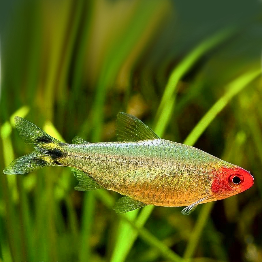 Hemigrammus Bleheri   Roodkopzalm goud
