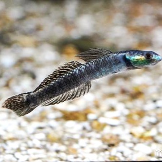Stiphodon pelewensis