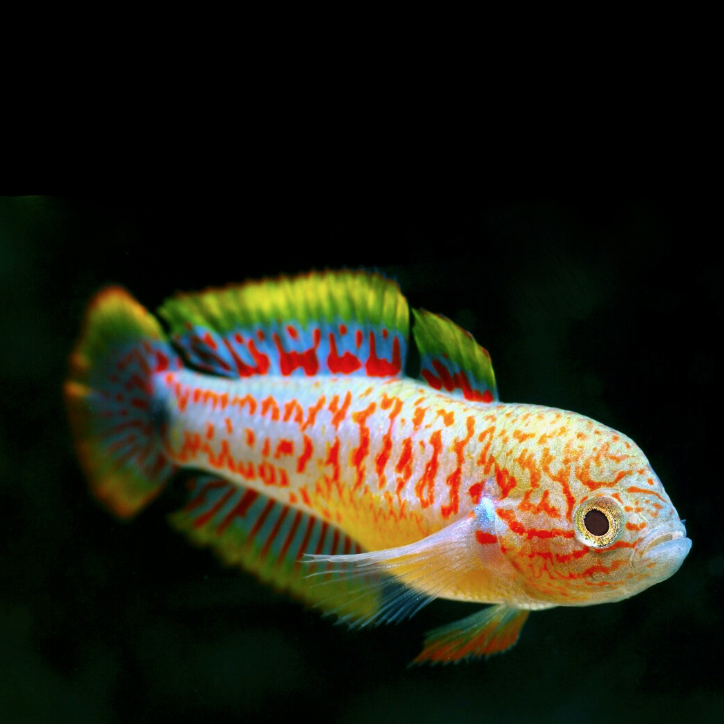 Tateurndina ocelicauda   Pauwooggoby @