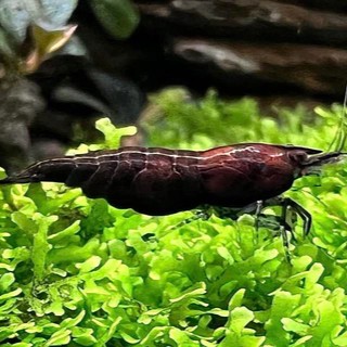 Neocaridina Black rose shrimp