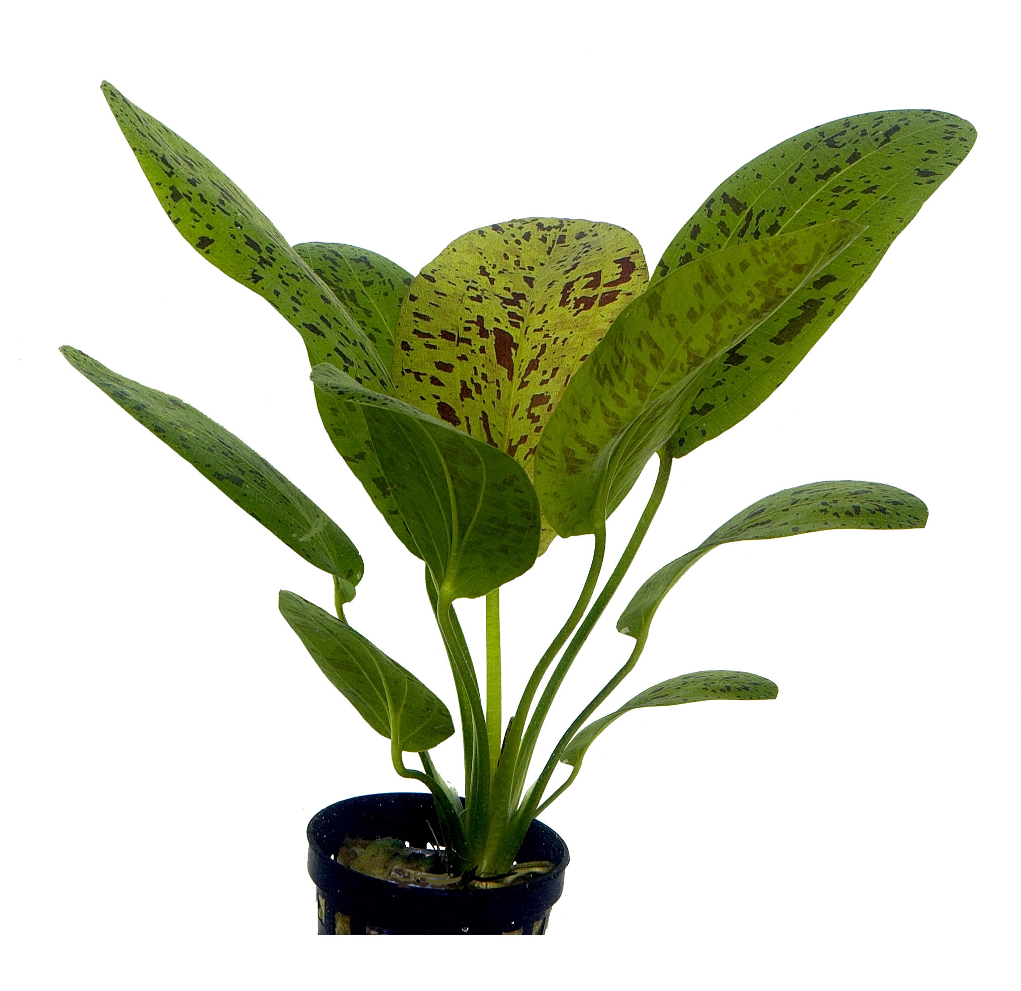 Echinodorus ozelot groen in pot