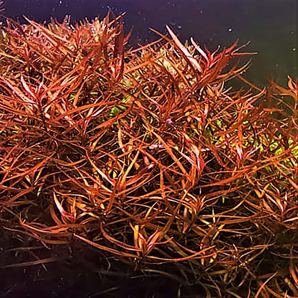 Ludwigia arcuata in pot