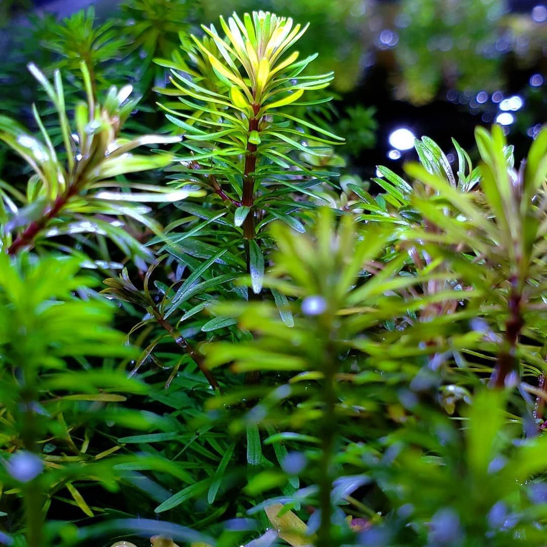 Rotala bossii in pot @