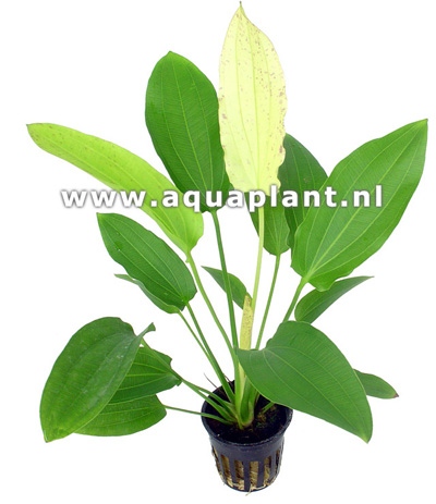 Echinodorus oriental in pot
