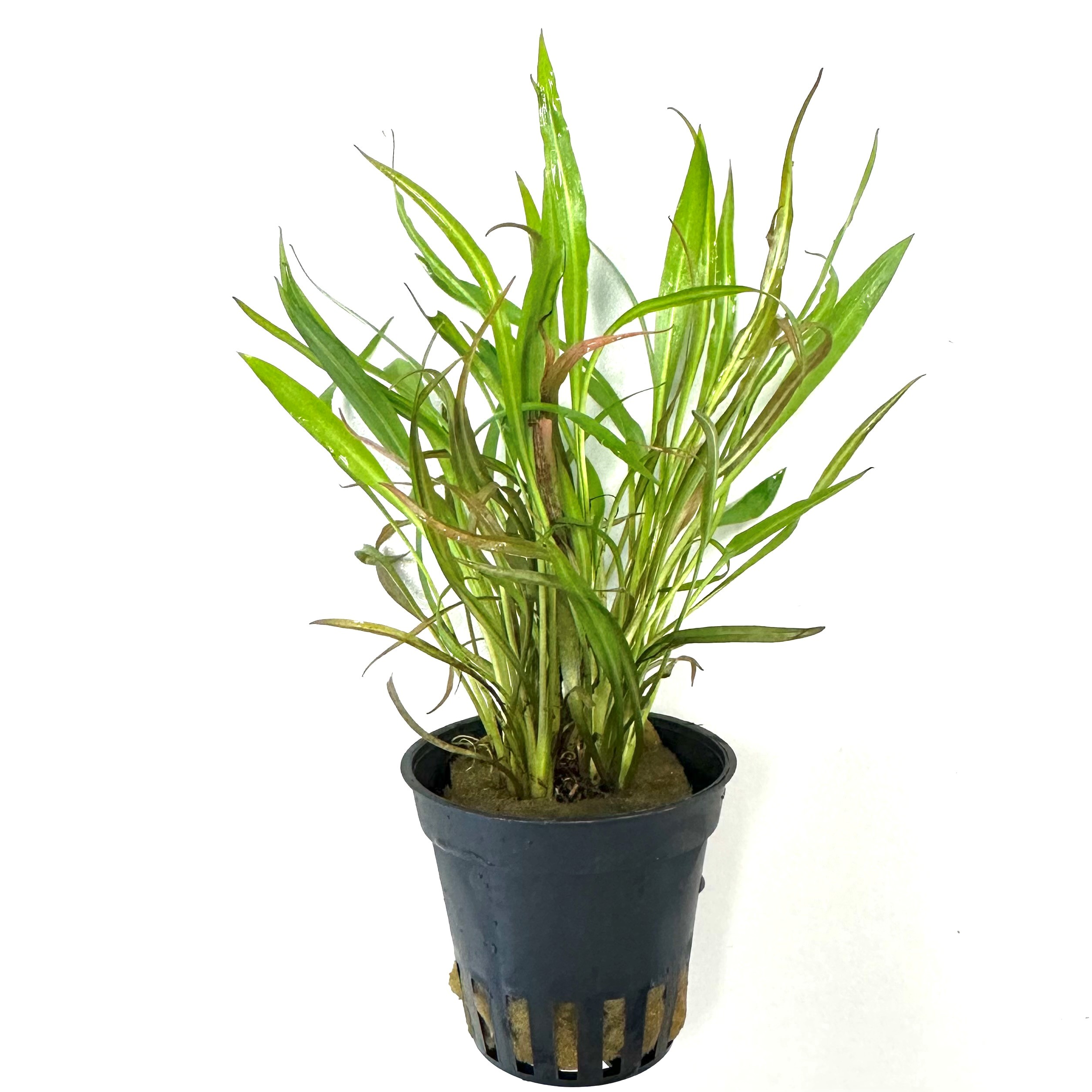 Cryptocoryne pink panther in pot