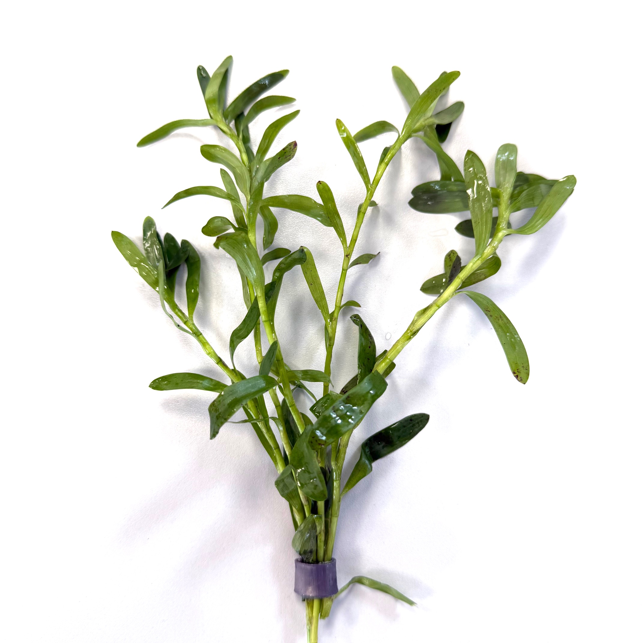 Heteranthera zosteraefolia in bundel