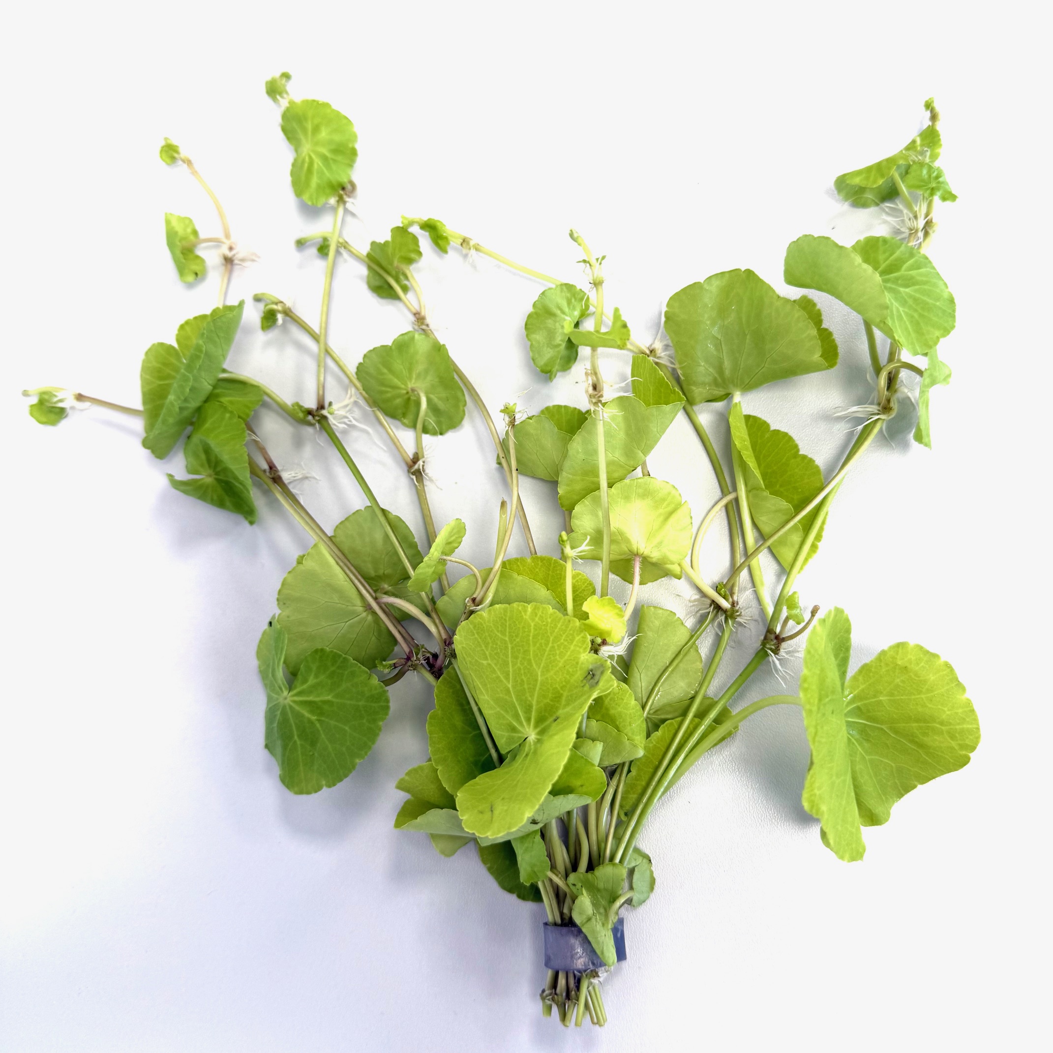 Hydrocotyle leucocephala in bundel