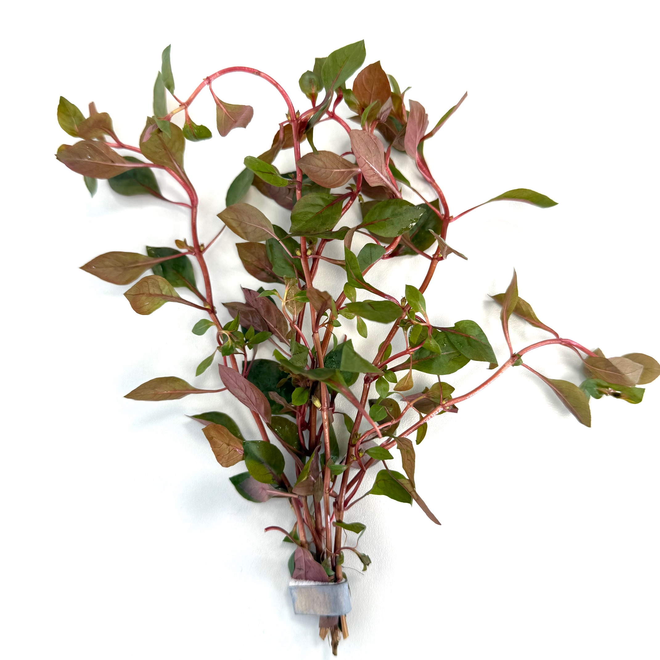 Ludwigia specie mini super red in bundel