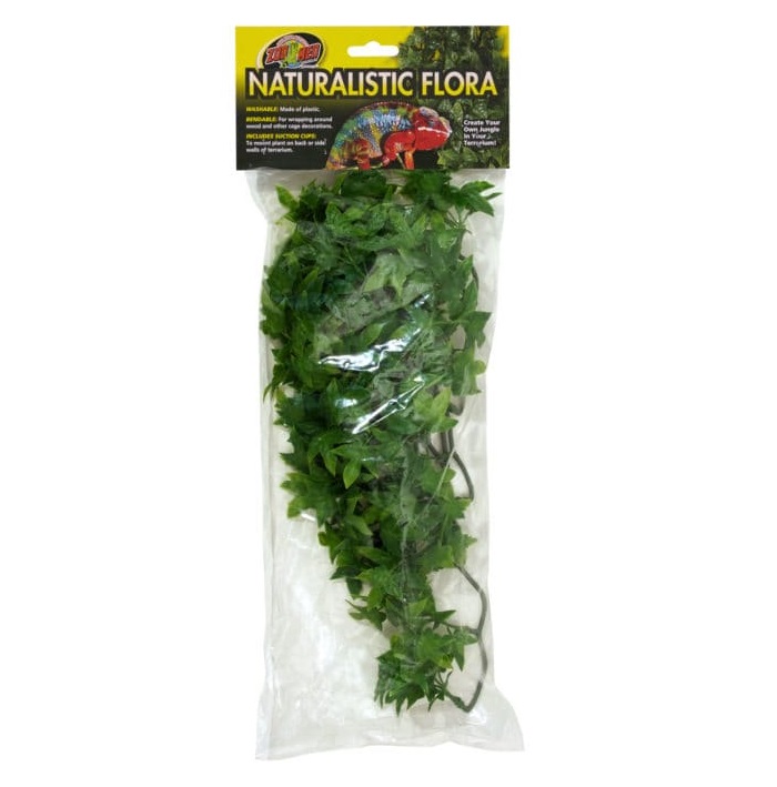 Medium Congo Ivy