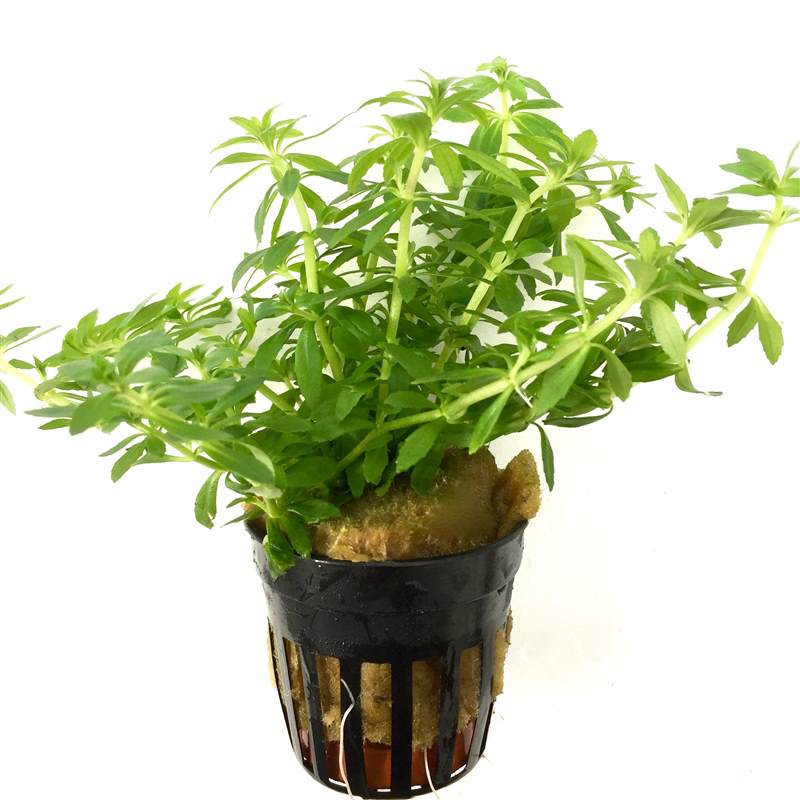 Limnophila mini viëtnam in pot
