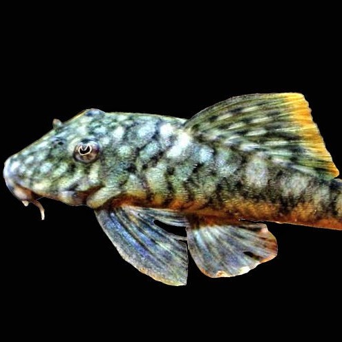 Hemiancistrus guahiborum M  L106