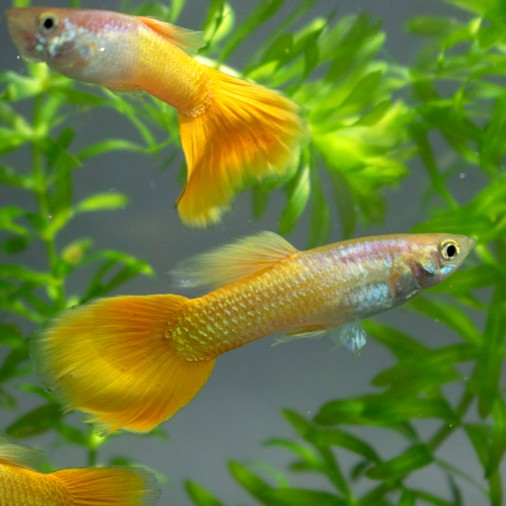 Guppy male micariff yellow