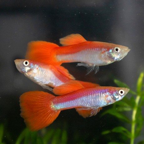 Guppy male rainbow