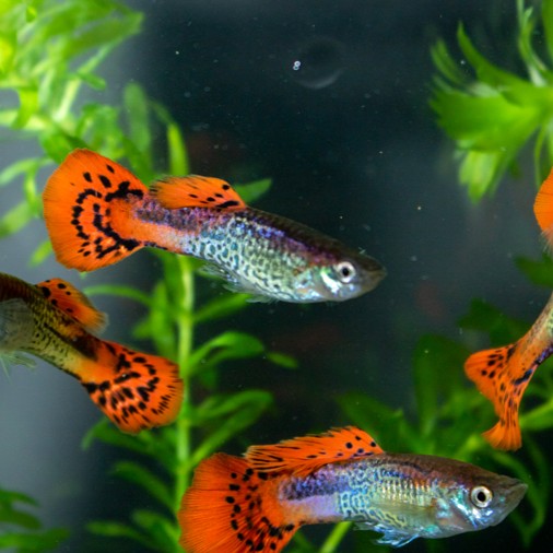 Poecilia ret.   Guppy red cobra 3,5 cm