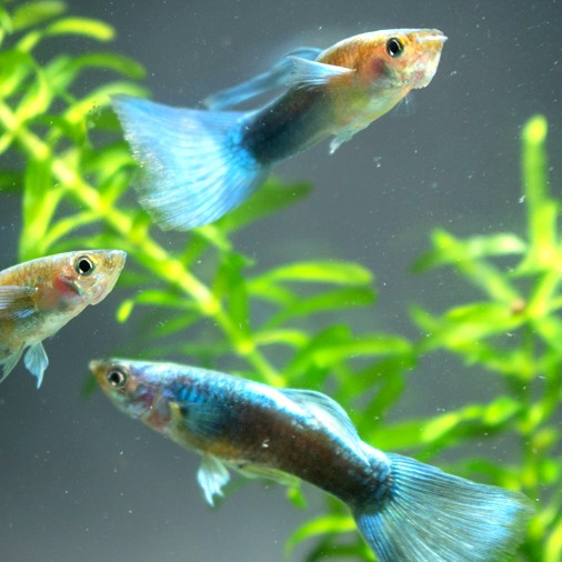 Guppy neon green male 3,5 cm.