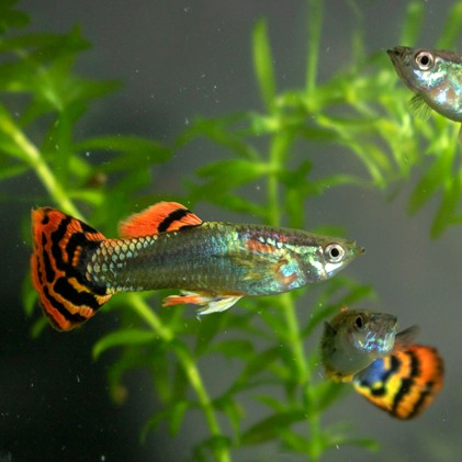 Guppy dragon tuxedo 3,5 cm
