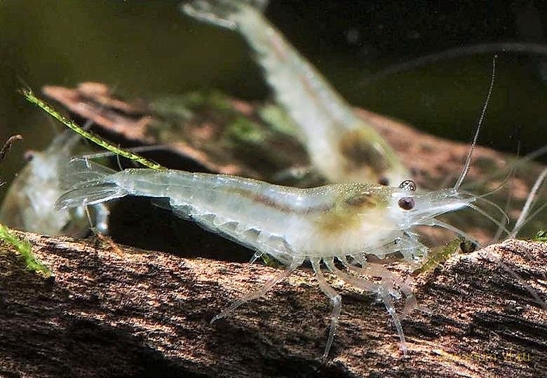Neocaridina zhangjiajiensis white pearl