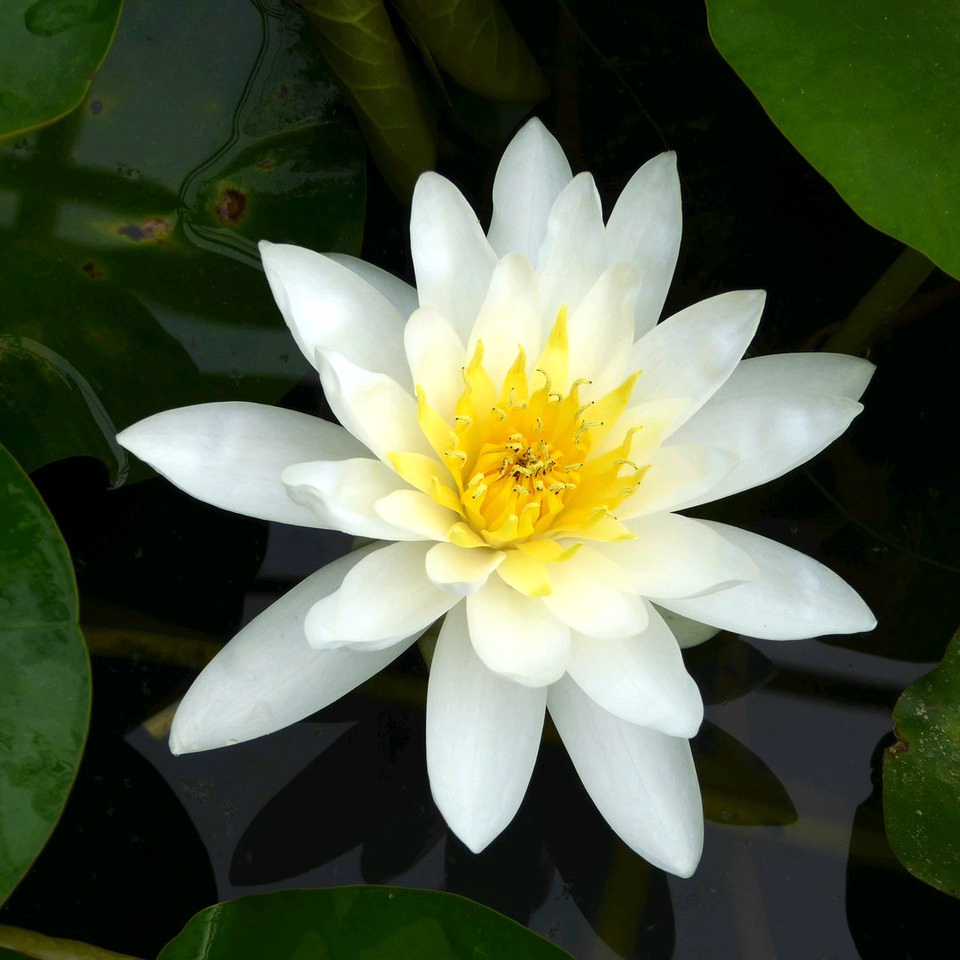 Nympheae Marliacea albida