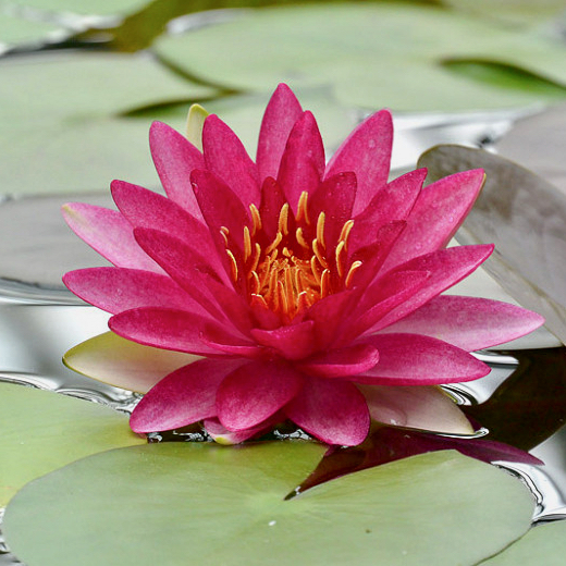 Nympheae Attraction