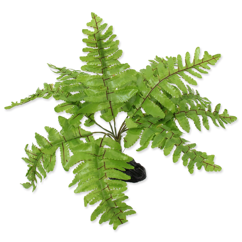 RP Plant Nephrolepis 20cm @