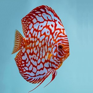 S.discus   Discus red checkerboard 6-7