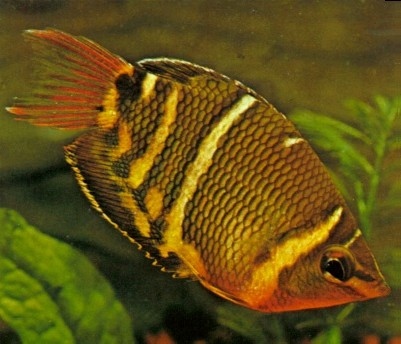 Sphaerichthys osphr. Chocolade gourami M